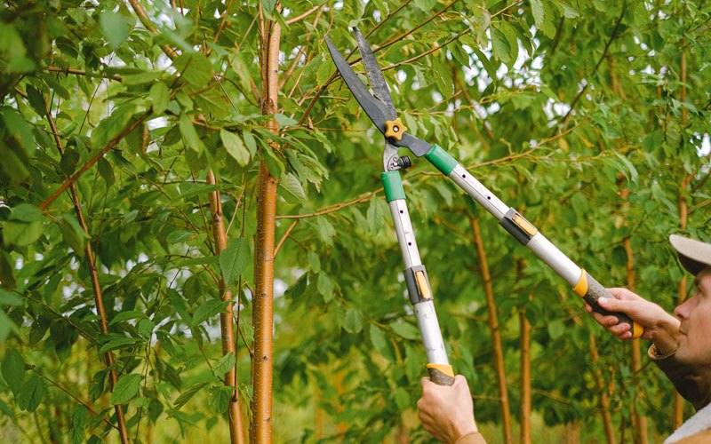 Tree trimming in Wheatland, IN
