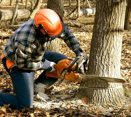Tree Removal in Wheatland, IN